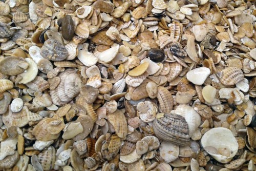 Морская ракушка фр. 5-20 мм  купить с доставкой в Адлеру фото 