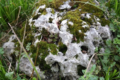  Выветренный известняк со мхом фр. 100-500 мм.  купить в Сочи известняк серый белый зеленый валун известняковый крупный 7 500 руб/т   фото 