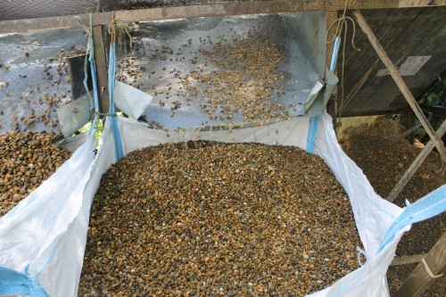  Галька окат (серо-желтая) фр.10-20 мм. купить   в Сочи галька серо-желтая, рыжая, серый речная окатанная округлая галька 4000 руб/т   фото 