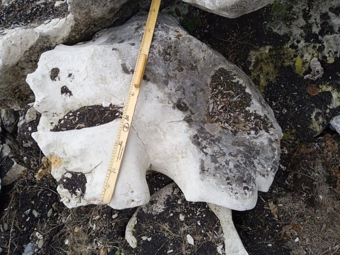 Выветренный известняк со мхом фр. 100-500 мм.  купить в Сочи известняк серый белый зеленый валун известняковый крупный 7 500 руб/т   фото 