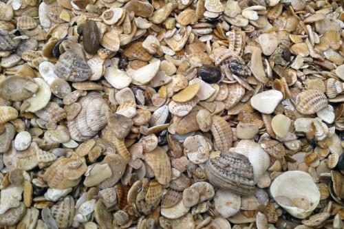 фото Морская ракушка фр. 5-20 мм в интернет-портале 