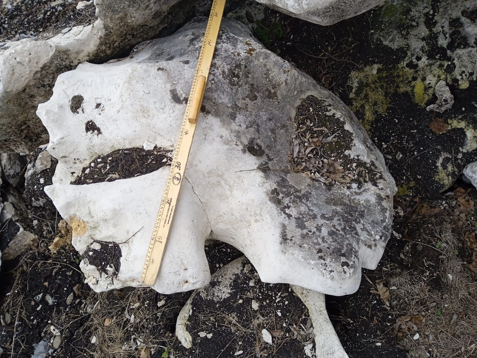  Выветренный известняк со мхом фр. 100-500 мм.  купить в Сочи известняк серый белый зеленый валун известняковый крупный 7 500 руб/т   фото 