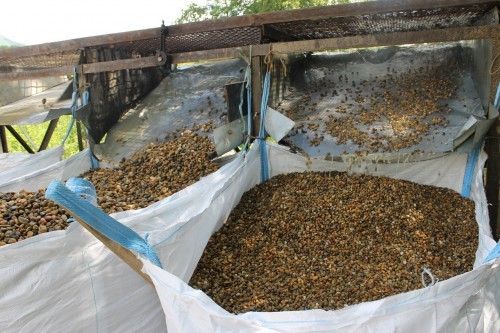  Галька окат (серо-желтая) фр.10-20 мм. купить   в Сочи галька серо-желтая, рыжая, серый речная окатанная округлая галька 4000 руб/т   фото 