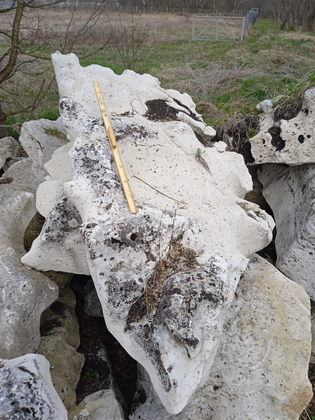  Выветренный известняк со мхом фр. 100-500 мм.  купить в Сочи известняк серый белый зеленый валун известняковый крупный 7 500 руб/т   фото 